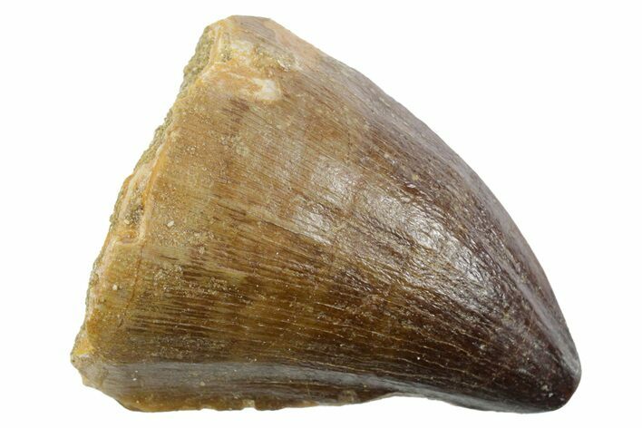Fossil Mosasaur (Thalassotitan) Tooth - Morocco #353259